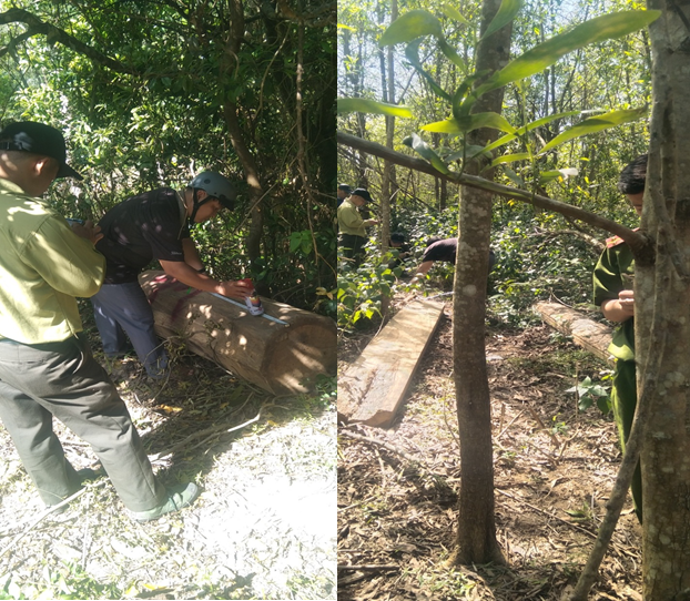 Ninh Hòa: tiếp tục phát hiện thêm vụ khai thác trái phép rừng tại thị xã Ninh Hòa, tỉnh Khánh Hòa